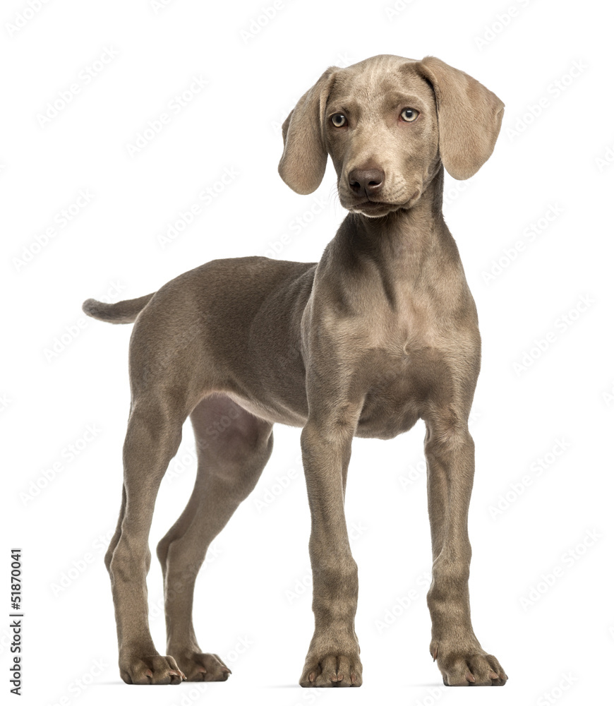 Weimaraner puppy, 2,5 months old, standing, isolated on white Weimaraner puppy, 2,5 months old, standing, isolated on white