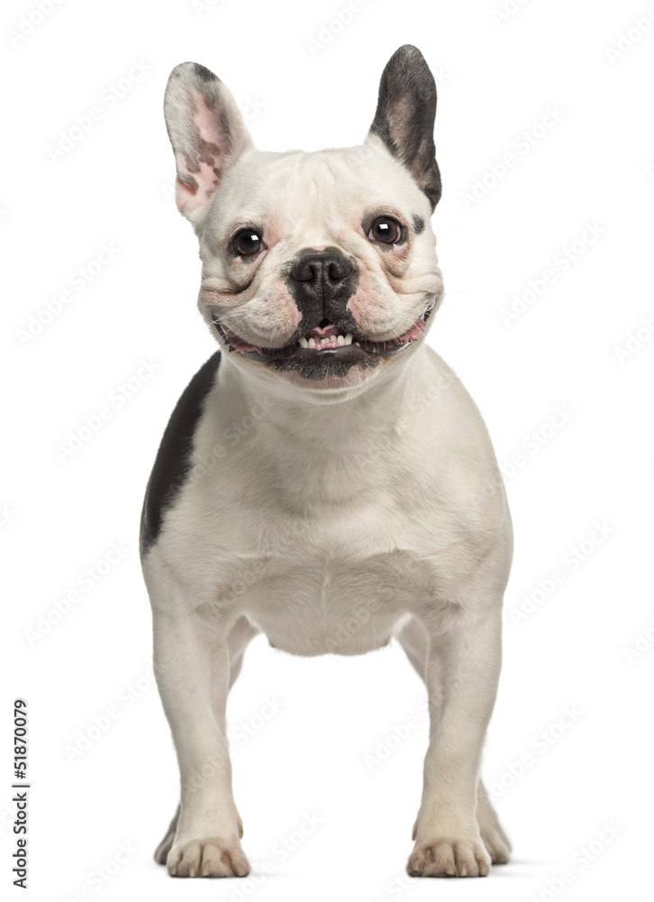 French Bulldog, 2 years old, standing and facing