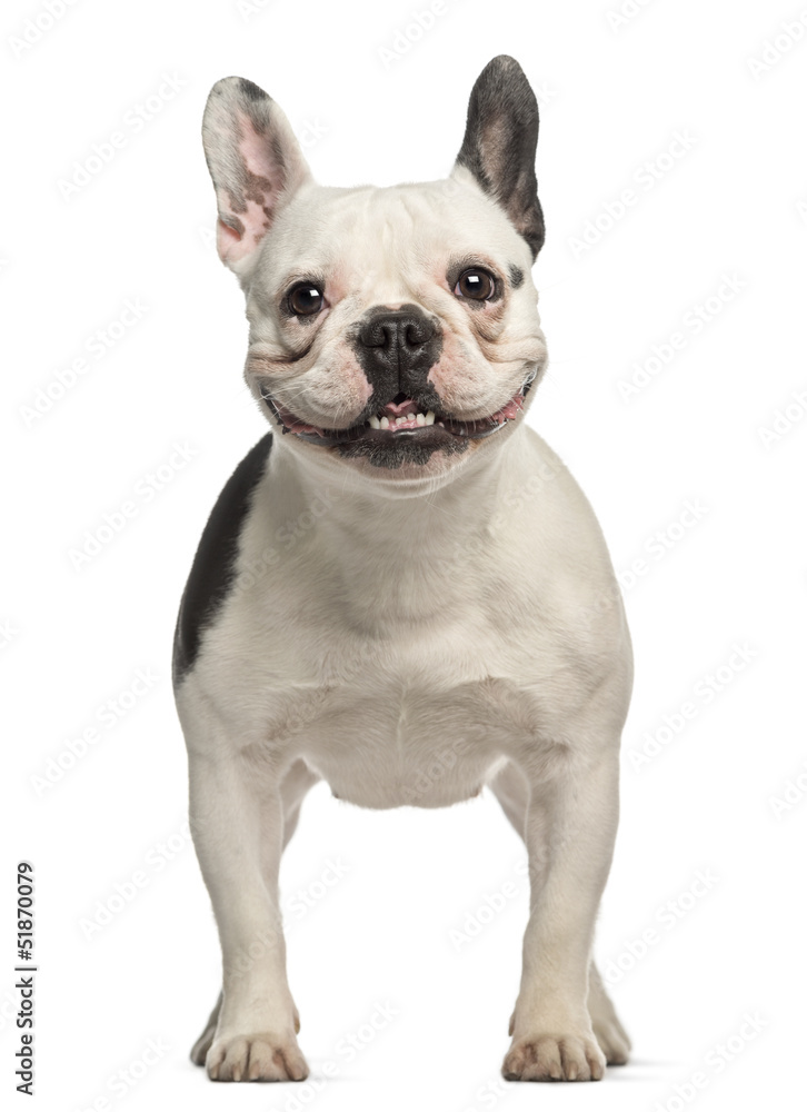 French Bulldog, 2 years old, standing and facing French Bulldog, 2 years old, standing and facing