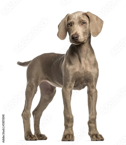 Bild auf Leinwand Weimaraner puppy, 2,5 months old, standing, isolated on white