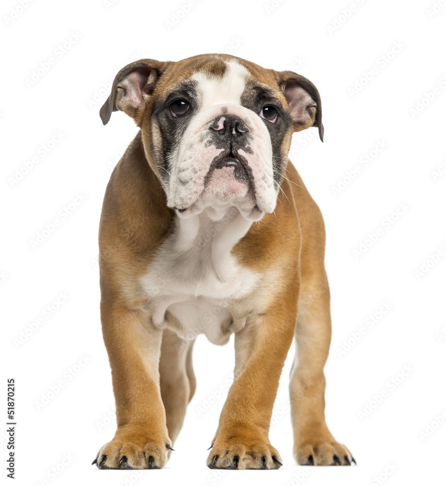 English Bulldog puppy, 3,5 months old, standing