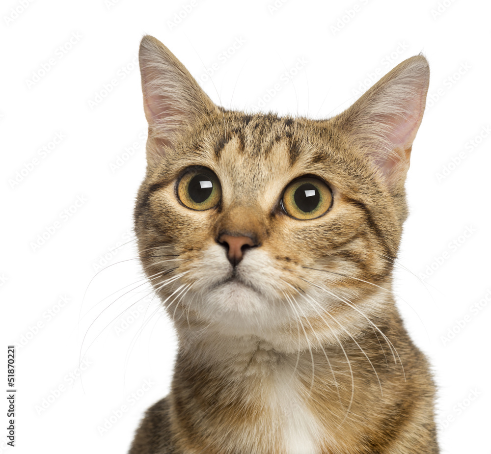 Close up of a Mixed-breed cat, 9 months old, isolated on white Close up of a Mixed-breed cat, 9 months old, isolated on white
