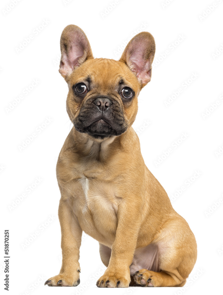 Fototapeta premium French Bulldog puppy sitting and staring, isolated on white