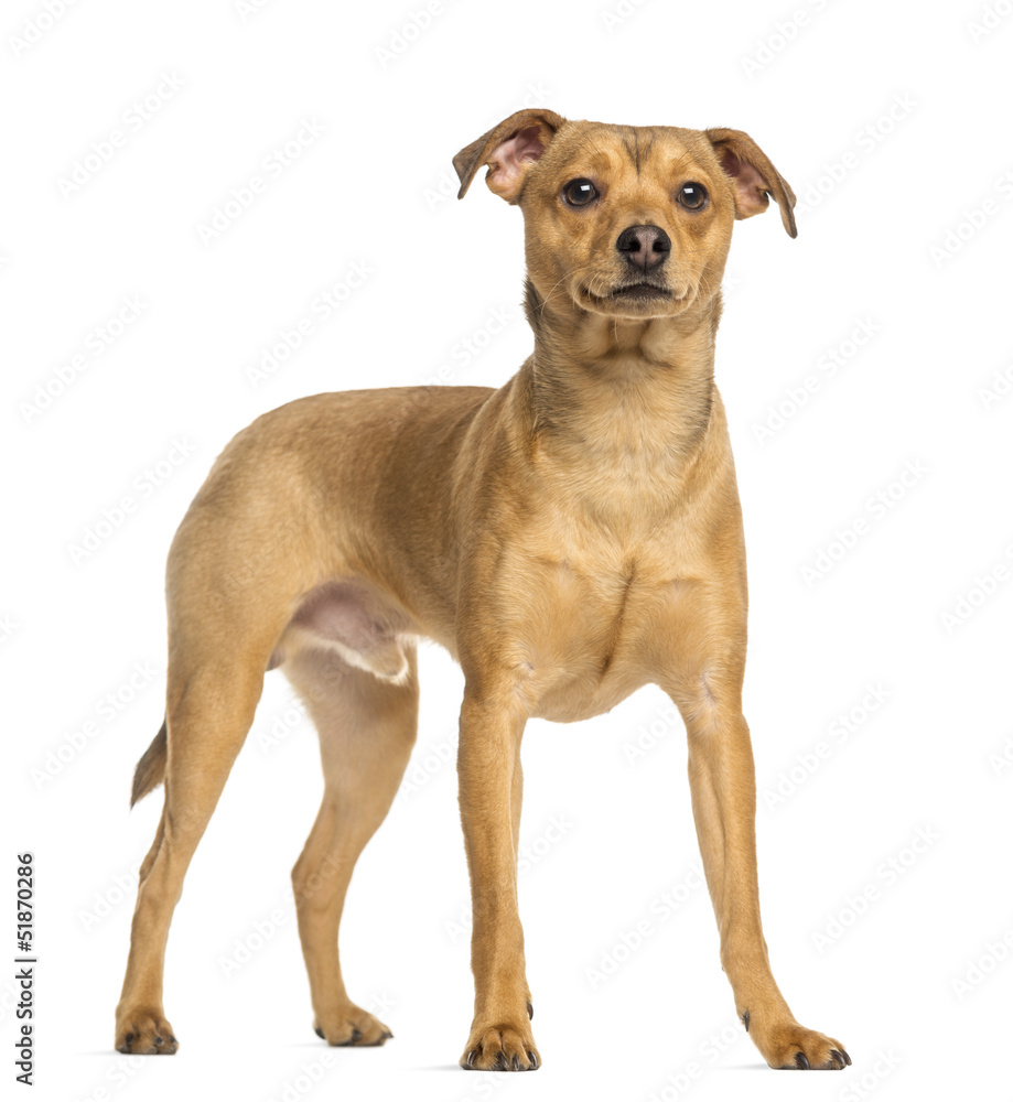 German Pinscher, 8 months old, standing, isolated on white