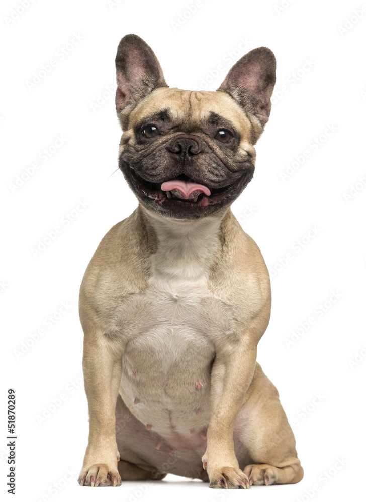 French Bulldog, 3 years old, sitting and panting