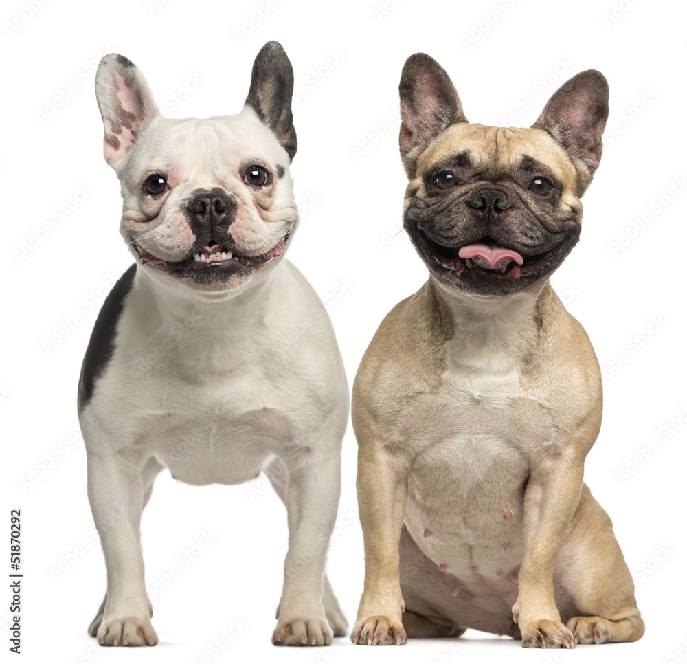 Two French Bulldogs, sitting and panting