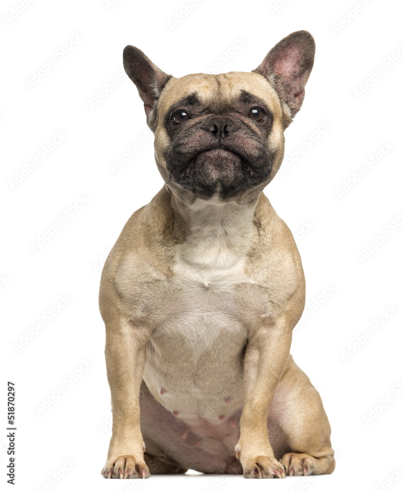 French Bulldog, 3 years old, sitting and making a face