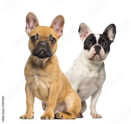 Two French Bulldog puppies  sitting