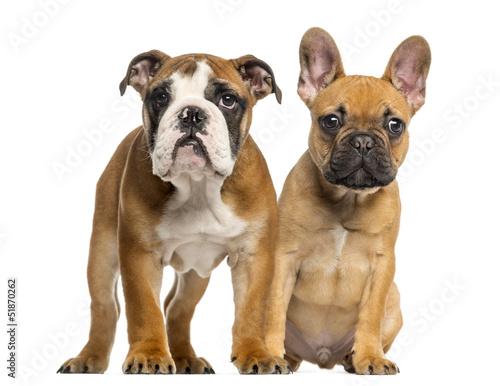 English Bulldog puppy and French Bulldog puppies