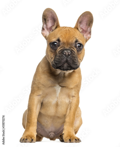 French Bulldog puppy sitting and staring, isolated on white © Eric Isselée