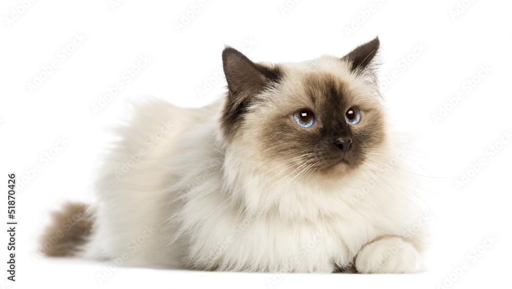 Birman cat, 3 years old, lying, isolated on white