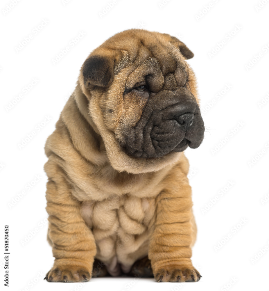Shar Pei puppy, 2 months old, sitting, isolated on white Shar Pei puppy, 2 months old, sitting, isolated on white