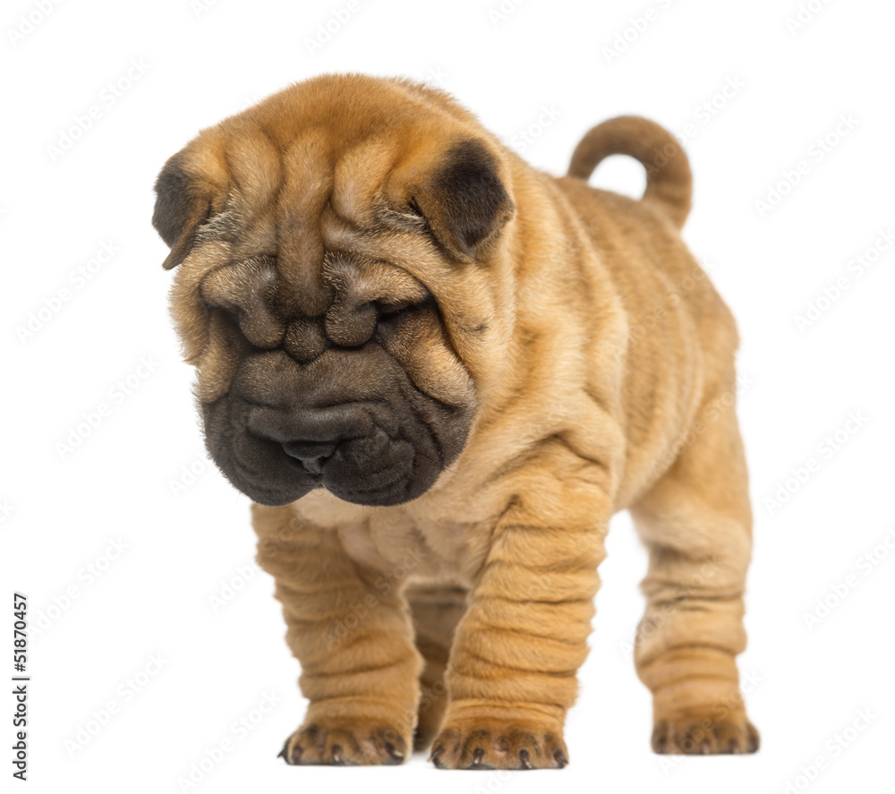 Shar Pei puppy, 2 months old, standing and looking down Shar Pei puppy, 2 months old, standing and looking down