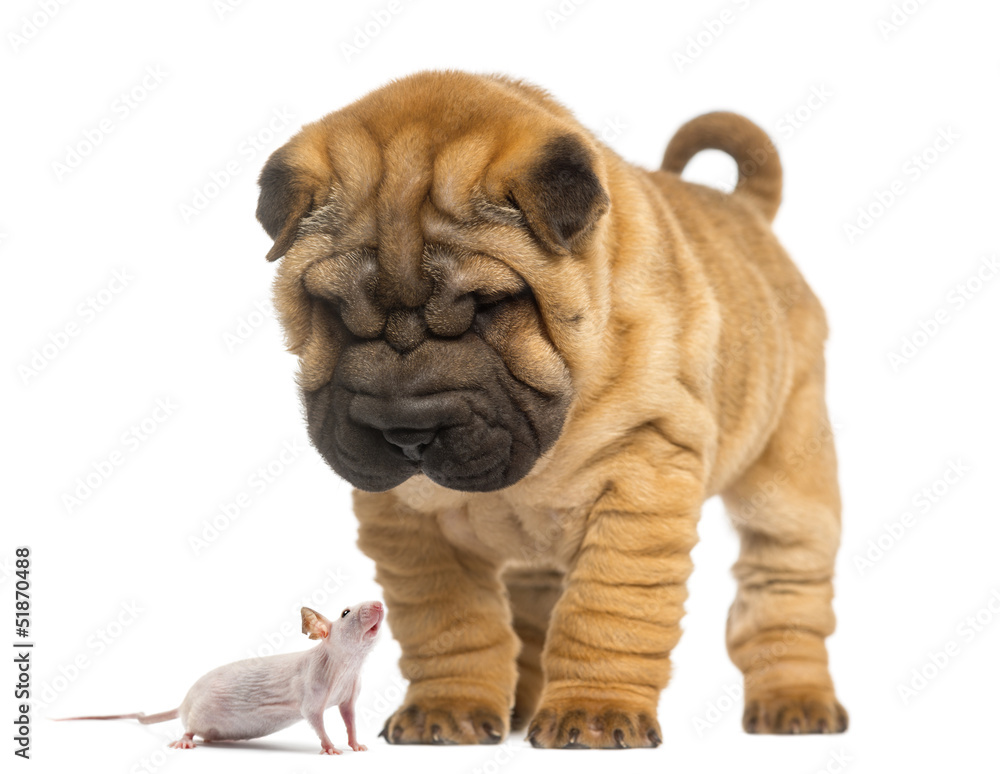 Shar Pei puppy looking down at a Hairless mouse, isolated