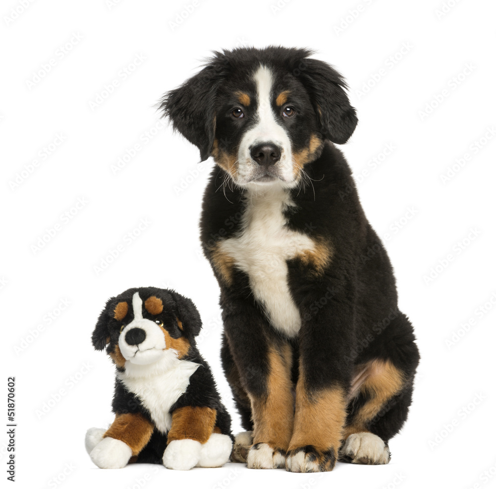 Young Bernese Mountain dog sitting with teddy bear