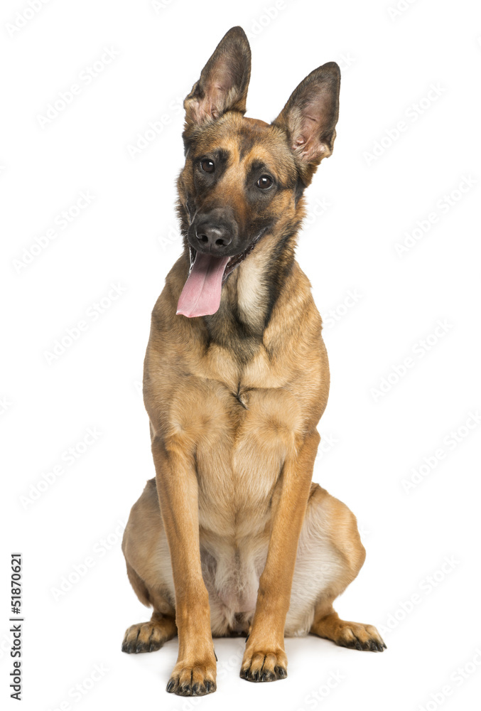 Belgian Shepherd Dog, sitting, sticking his tongue out