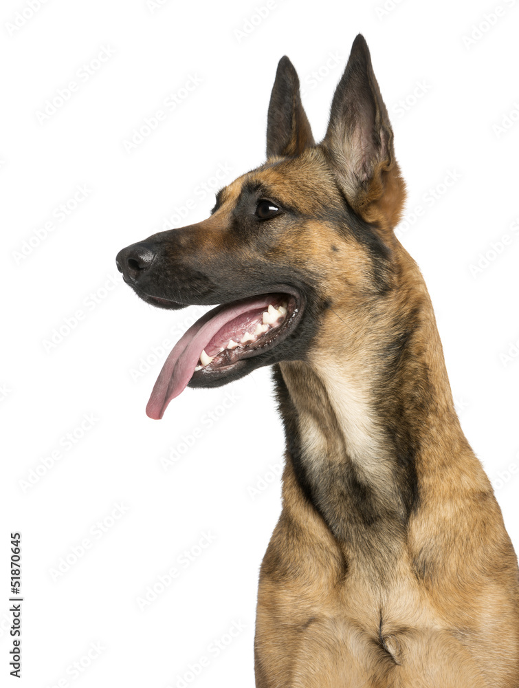 Close-up of a Belgian Shepherd Dog, 1 year old