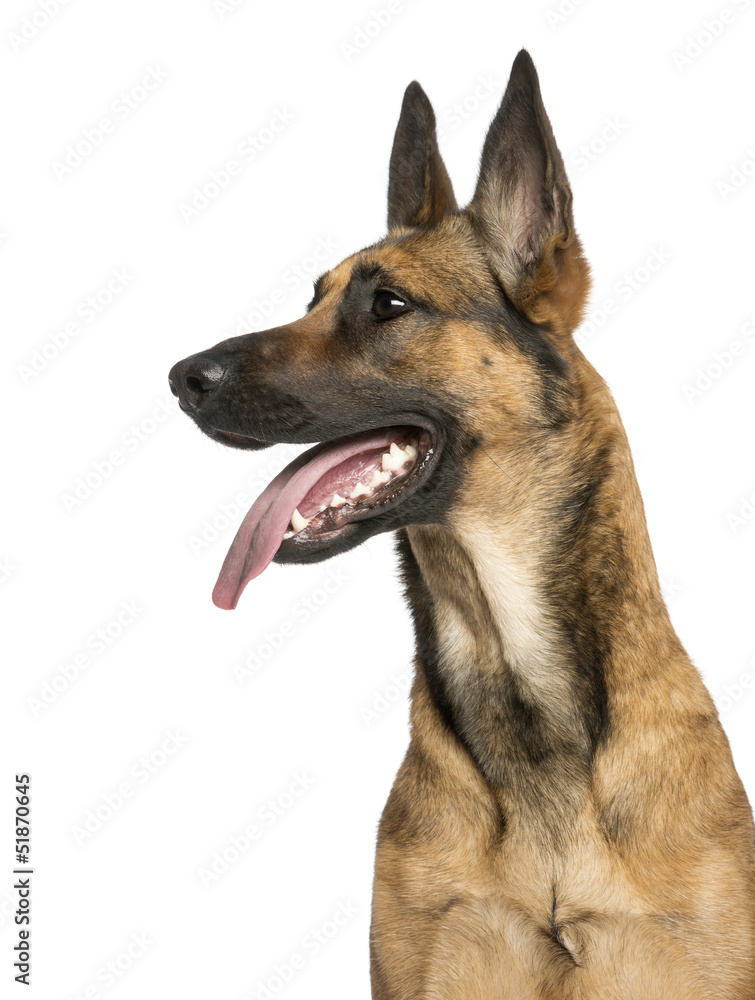 Fototapeta premium Close-up of a Belgian Shepherd Dog, 1 year old
