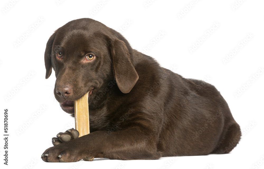 Chocolate labrador, 7 months old, lying and chewing a dog bone