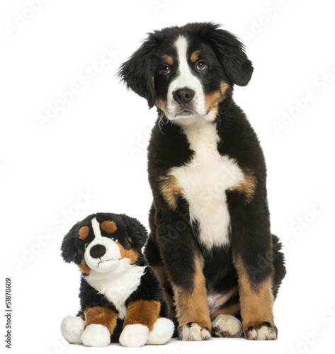 Young Bernese Mountain dog sitting with teddy bear