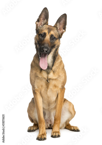 Belgian Shepherd Dog, sitting, sticking his tongue out