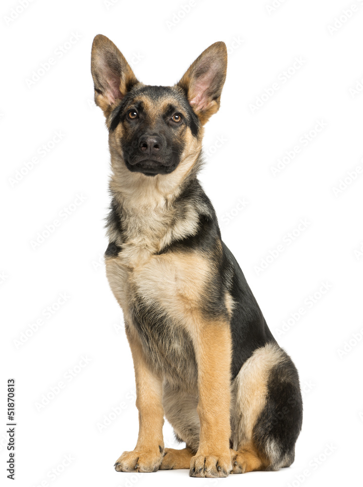 Proud young German shepherd sitting and facing, 6 months old