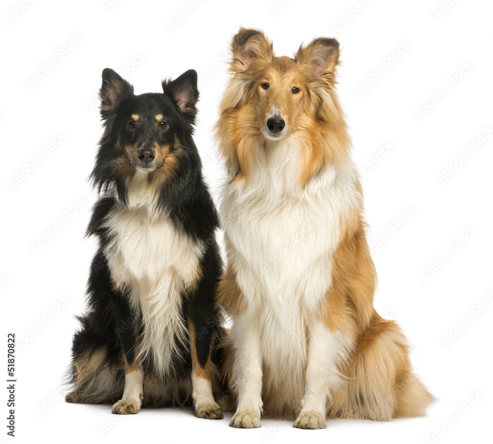 Two Berger Shetland, sitting next to each other, isolated