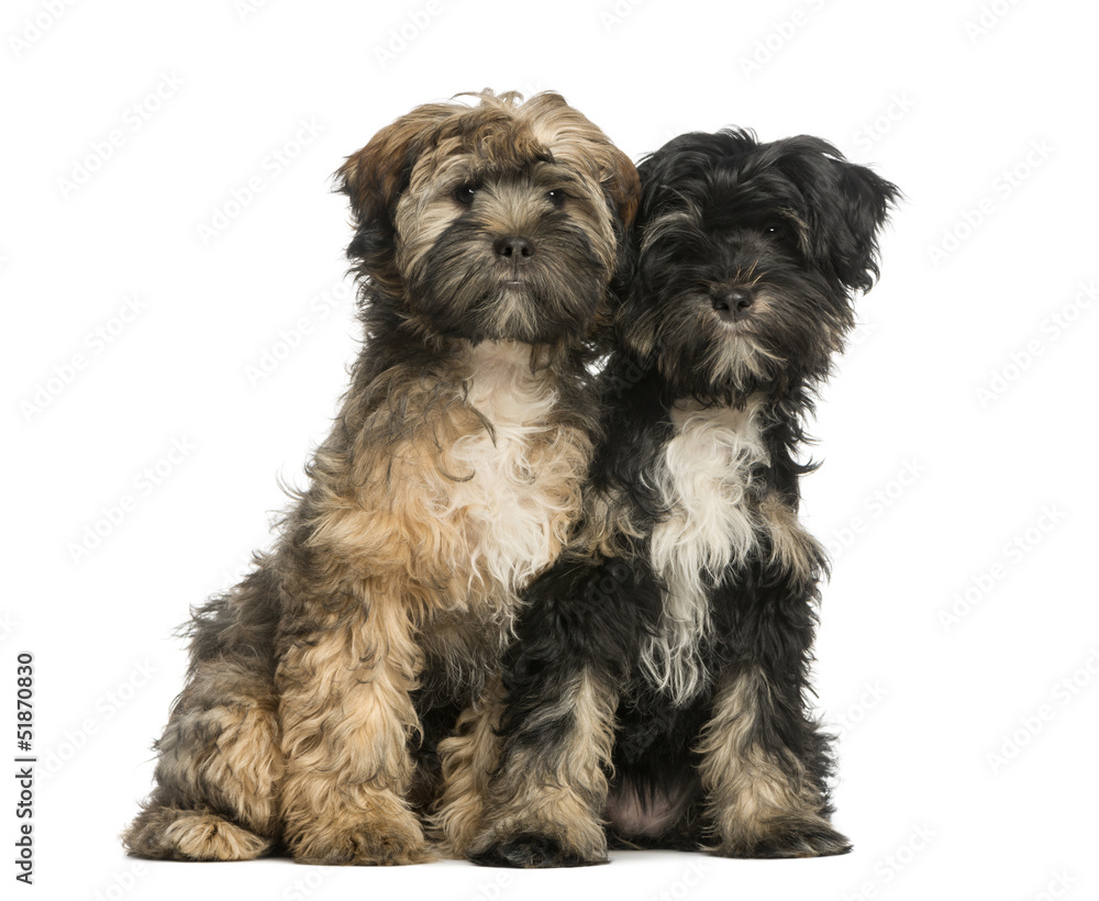Two Tibetan Terrier, 4 months old, sitting and facing, isolated Two Tibetan Terrier, 4 months old, sitting and facing, isolated