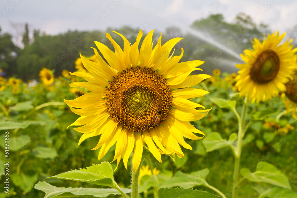 Sunflower and bee in sunflower farm