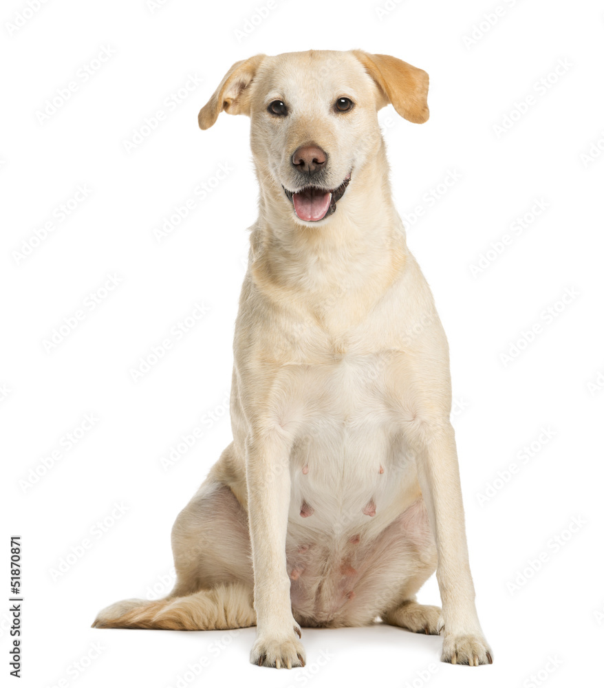 Golden Retriever, one year old, sitting and panting, isolated