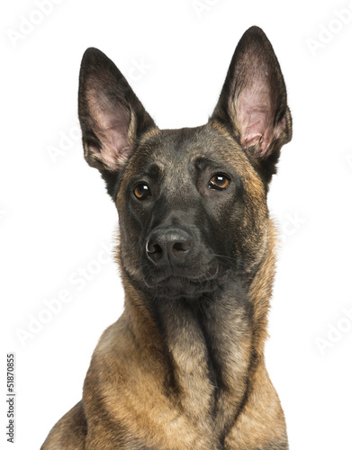 Photos Close-up of a Belgian Shepherd Dog, 8 months year old