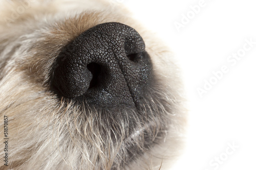 truffle dog nose