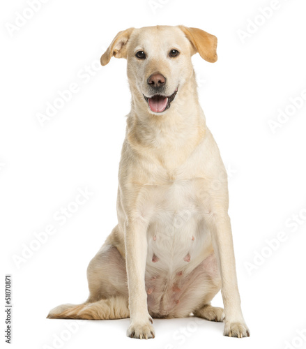 Golden Retriever, one year old, sitting and panting, isolated