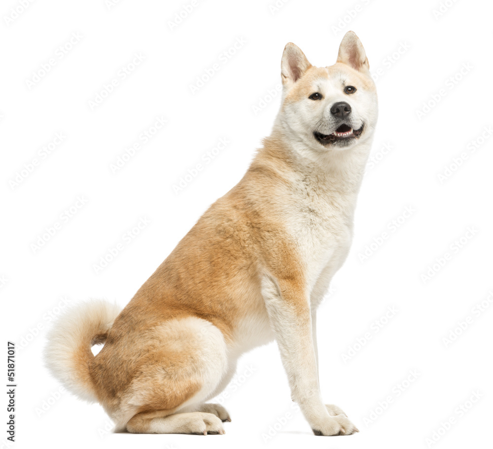 Akita Inu sitting and facing, 2 years old, isolated on white