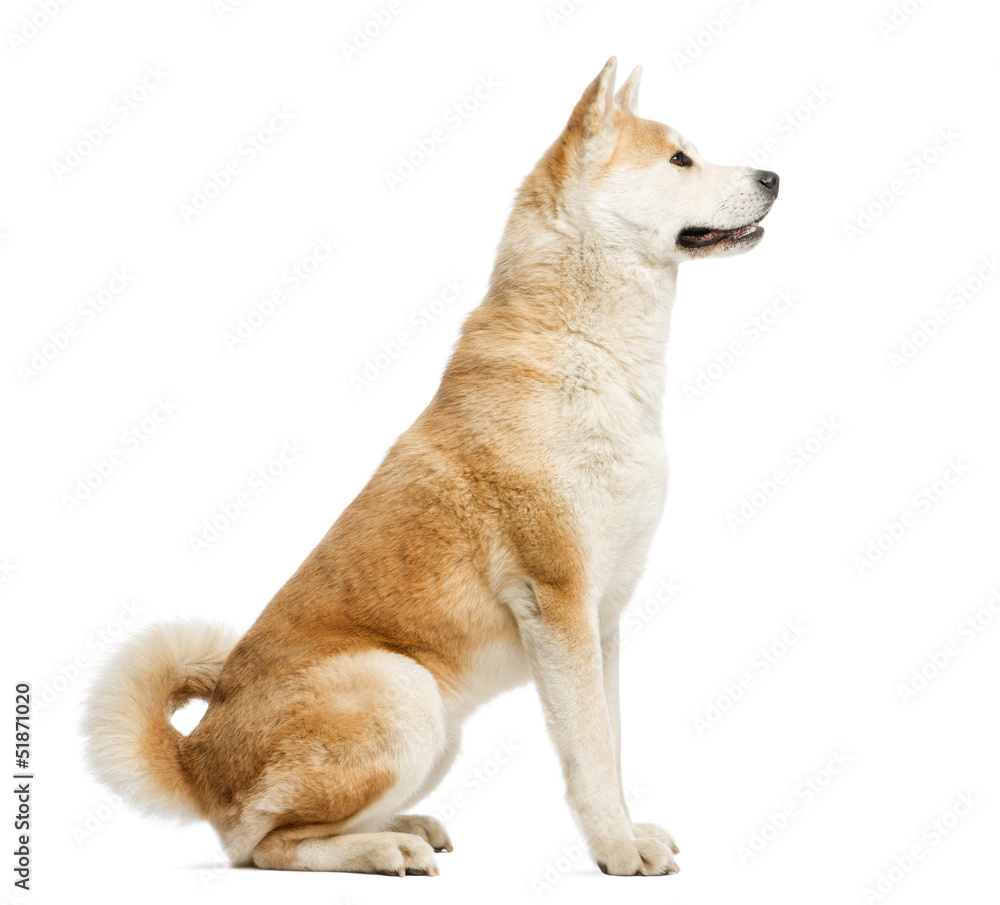 Side view of Akita Inu sitting, 2 years old, isolated on white