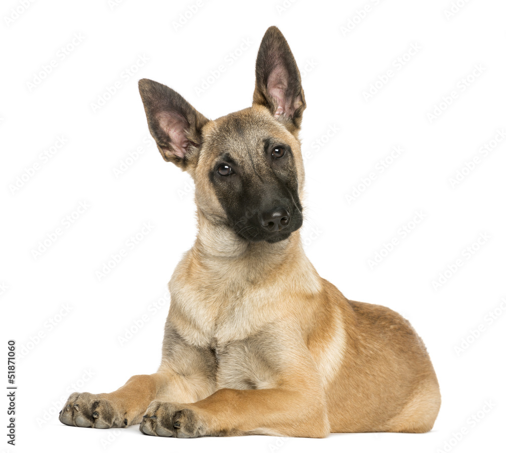 Young Belgian Shepherd lying down and staring, 5 months old Young Belgian Shepherd lying down and staring, 5 months old