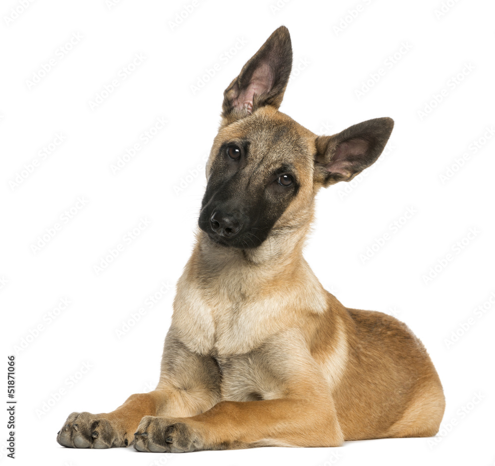Young Belgian Shepherd lying down and staring, 5 months old