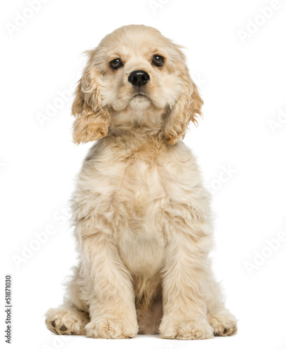 Fototapeta Naklejka Na Ścianę i Meble -  American cocker spaniel puppy sitting and staring, 4 months old