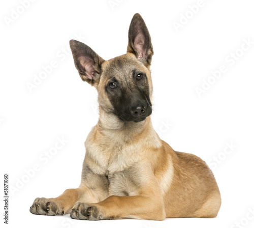 Young Belgian Shepherd lying down and staring, 5 months old photo