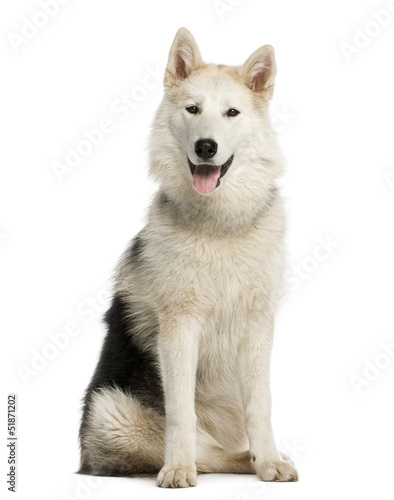 Alaskan Malamut sitting and panting, isolated on white