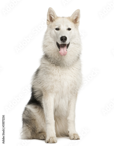 Alaskan Malamute sitting, staring and sticking his tongue out