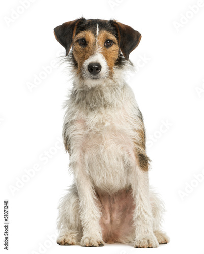 Fox Terrier, 1 year old, sitting and looking at the camera