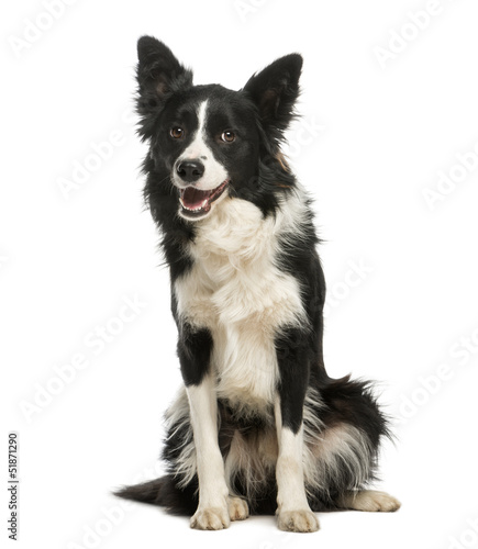 Border Collie, 1 year old, sitting and panting, isolated