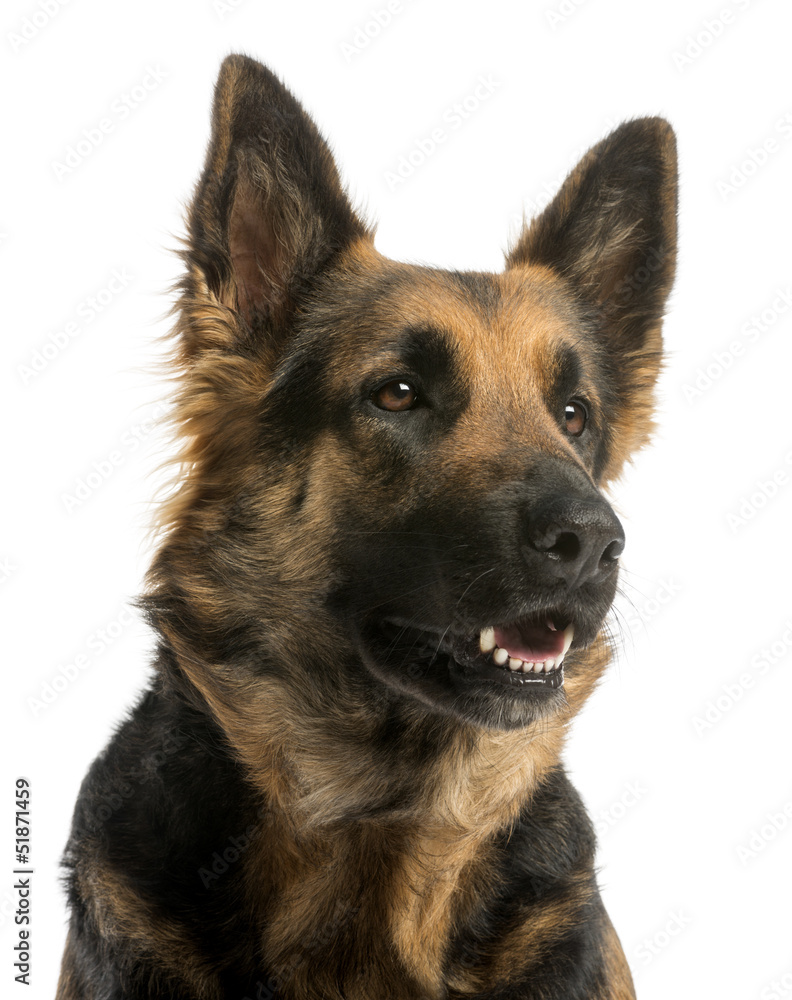 german shepherd panting