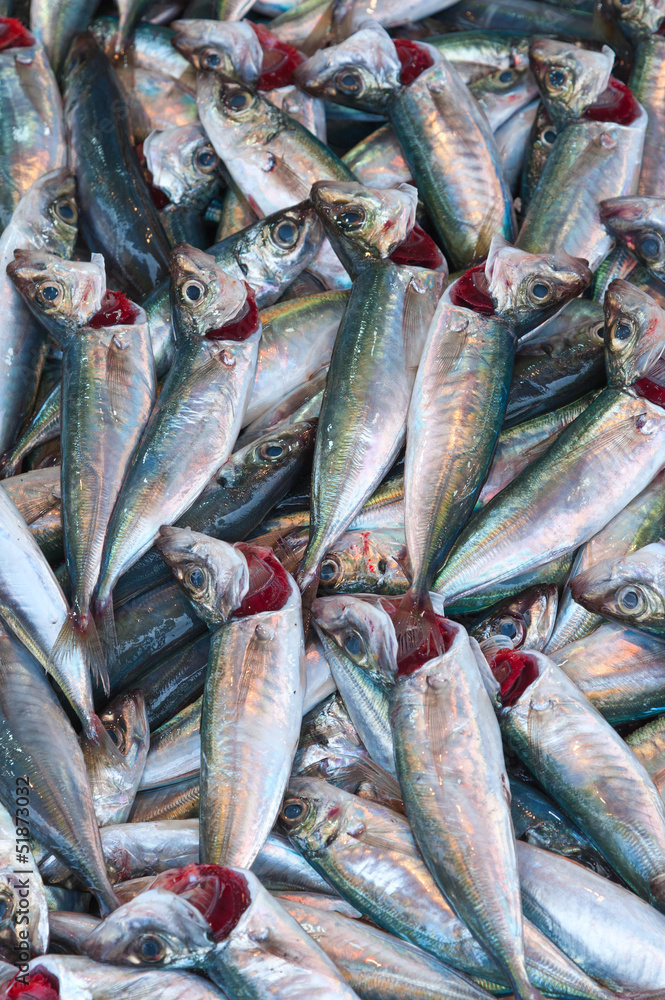 Fische Fische