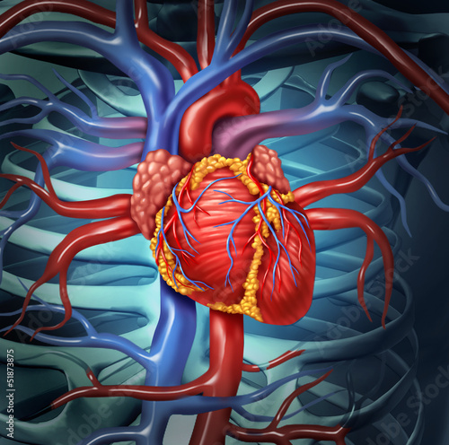 Cardiovascular Human Heart