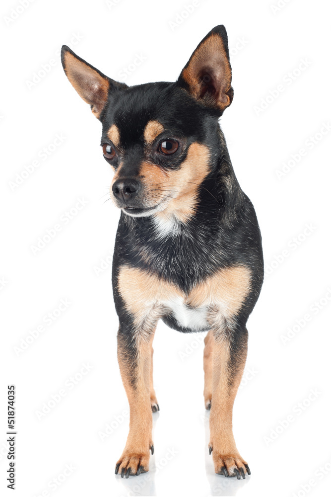 chihuahua dog standing portrait