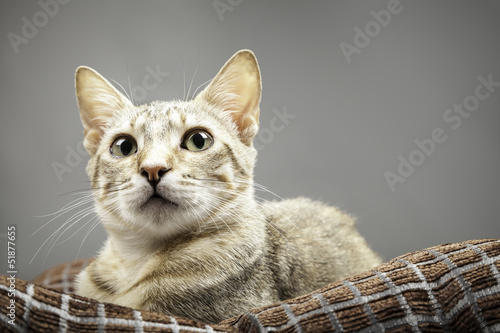 retrato de una gata doméstica