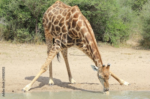 Giraffe splits for sips - African Wildlife