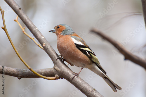 Chaffinch